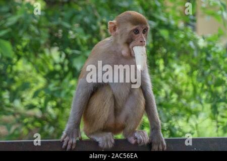 Variété de singes dans la ville indienne de Rishikesh Banque D'Images