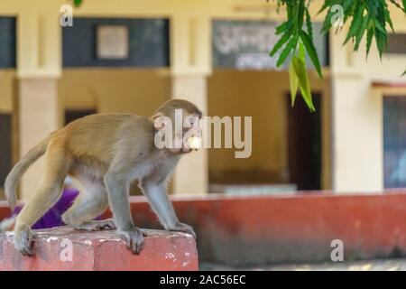 Variété de singes dans la ville indienne de Rishikesh Banque D'Images