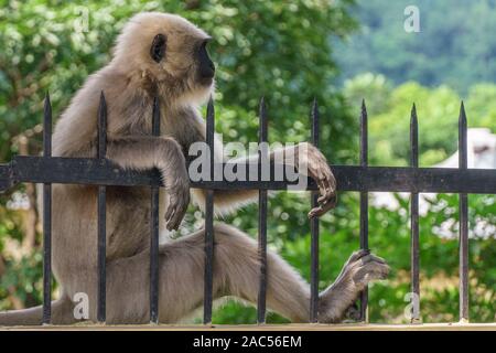 Singe gris au frais dans une drôle de position sur clôture métallique à Rishikesh, Inde Banque D'Images