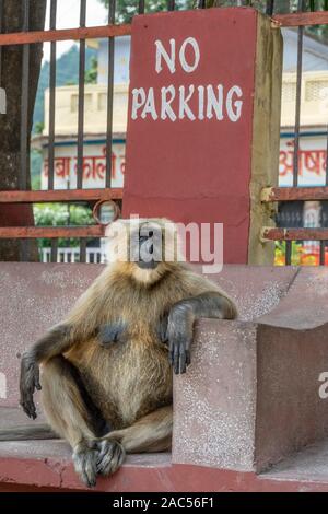 Grand singe gris assis sur un banc à Rishikesh Inde Banque D'Images