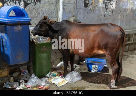 Les vaches indiennes mangeant de poubelles à Rishikesh Banque D'Images