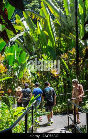 Les touristes sur la promenade près de grands heliconia plantes à l'Hawaii Tropical Botanical Garden, papa'95, Grande Île d'Hawai'i. Banque D'Images