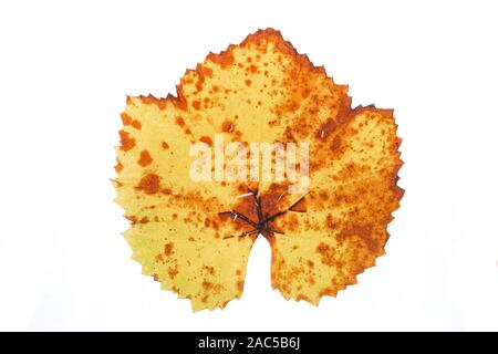Close-up, les feuilles d'automne. Grungy, Ragged, vieille automne grape leaf. Isolé sur fond blanc Banque D'Images