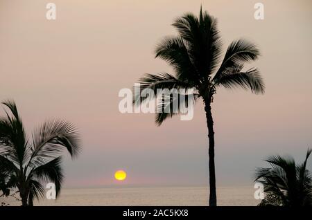 La silhouette des palmiers frame un beau coucher du soleil à Hapuna Beach, île d'Hawai'i. Banque D'Images