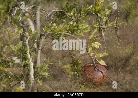 Deux photos dans une photo, d'un arbre et une pomme Granate se poursuit Banque D'Images