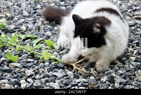 Jeune Chat manger la racine de trois Indiens, le mercure ou le semis des plantes Indica. La racine d'être attrayante pour les chats domestiques similaire à Ca Banque D'Images