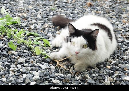 Jeune Chat manger la racine de trois Indiens, le mercure ou le semis des plantes Indica. La racine d'être attrayante pour les chats domestiques similaire à Ca Banque D'Images