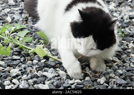 Jeune Chat manger la racine de trois Indiens, le mercure ou le semis des plantes Indica. La racine d'être attrayante pour les chats domestiques similaire à Ca Banque D'Images