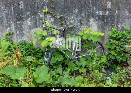 Vélos abandonnés, envahie par les mauvaises herbes. Kanazawa, Ishikawa Prefecture, Japan. Banque D'Images