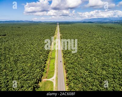 Vue aérienne d'une route à l'intérieur d'interminables plantations de palmiers au Costa Rica Amérique centrale produit de l'huile de palme. Banque D'Images