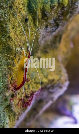 Nettoyant de l'Atlantique en crevettes Crevettes colorées, gros plan de l'océan Atlantique Banque D'Images