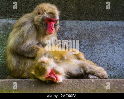 Le comportement des primates sociaux typiques, macaque japonais couple toilettage, singes tropicaux en provenance du Japon Banque D'Images