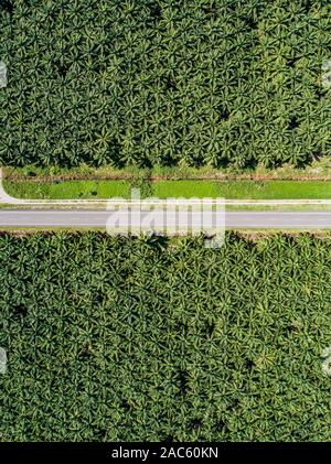 Vue aérienne d'une route à l'intérieur d'interminables plantations de palmiers au Costa Rica Amérique centrale produit de l'huile de palme. Banque D'Images