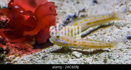 Gobie tacheté orange sleeper en gros plan, le tamisage du sable, du poisson animal aquarium tropical de l'océan indien Banque D'Images