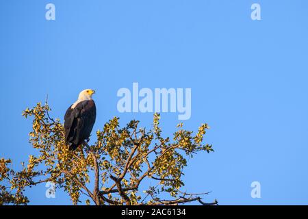 Aigle de poisson africain, vocifer de Haliaetus, dans un arbre, Réserve privée de Khwai, Delta d'Okavango, Botswana Banque D'Images