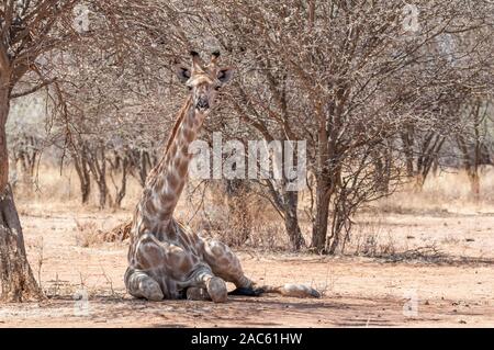 Trois cornes, girafe Giraffa camelopardalis, allongé sur le sol, la Namibie Banque D'Images