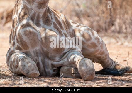 Trois cornes, girafe Giraffa camelopardalis, allongé sur le sol, la Namibie Banque D'Images