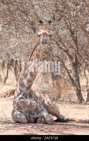 Trois cornes, girafe Giraffa camelopardalis, allongé sur le sol, la Namibie Banque D'Images