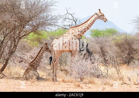 Trois cornes, girafe Giraffa camelopardalis, Namibie Banque D'Images