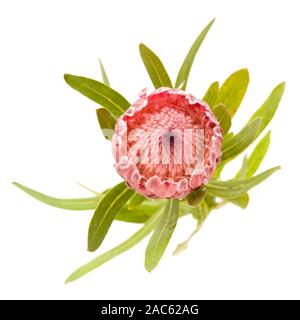 Protea compacta rose flower isolated on white background Banque D'Images