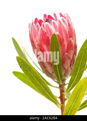 Protea compacta rose flower isolated on white background Banque D'Images