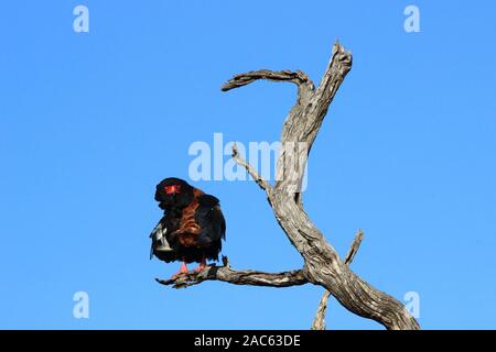 Un bateleur est perché sur la branche d'un arbre mort dans le Parc National Kruger (Afrique du Sud) Banque D'Images