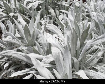 Espeletia blanc plante Banque D'Images