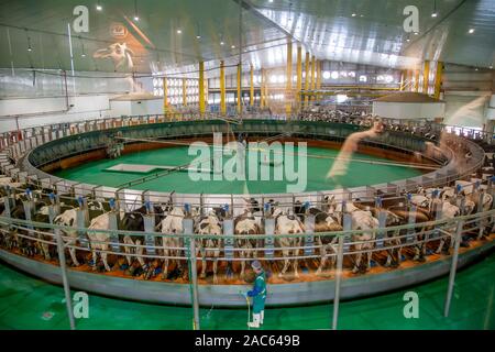 La production de lait des vaches de la ferme Baladna en ligne pour fournir du lait. Système de traite automatique / système rotatif de traite robotisée pour l'industrie laitière. Banque D'Images