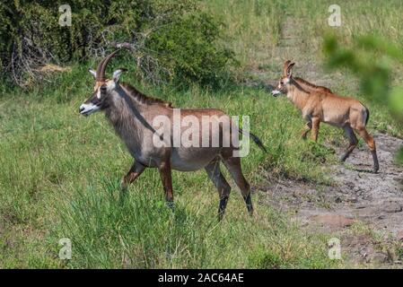 L'antilope rouanne près de Mopani Rest Camp dans le Parc National Kruger en Afrique du Sud Banque D'Images