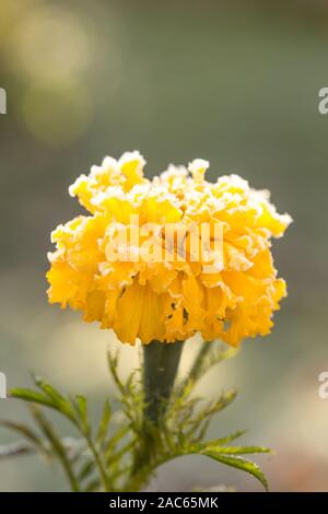 Givre. Close up de belles fleurs de souci en pot. Tagetes erecta, mexicaine, africaine ou Aztec marigold, dans le jardin d'hiver. 1 orange Macro Banque D'Images