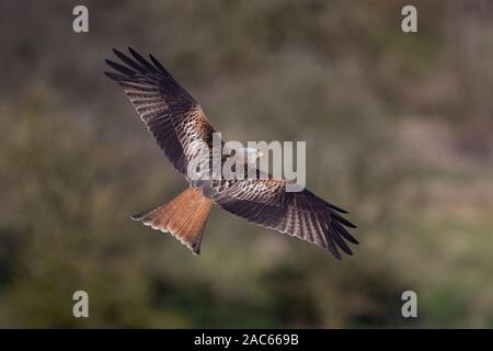 Red Kite (Milvus milvus) en vol, Oxfordhire, Royaume-Uni Banque D'Images