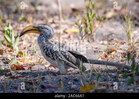 Hornbill À Bec Jaune Du Sud, Tockus Leucomelas, Macatoo, Delta D'Okavango, Botswana Banque D'Images