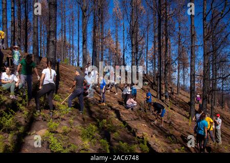 GRAN CANARIA, ESPAGNE - le 29 novembre : Volontaires planter des arbustes et de petits arbres dans la zone touchée par les incendies d'août 2019 entre la broche Canaries brûlé Banque D'Images