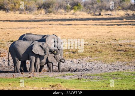 Troupeau d'éléphants d'Afrique, Loxodonta africana, dans un trou d'eau, Macatoo, Delta d'Okavango, Botswana