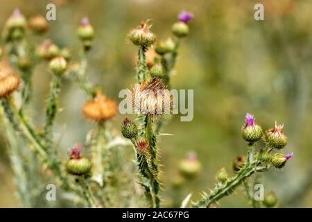 La macro photographie de thistle fleurs et bourgeons à Alpes italiennes, Monte Baldo, Vénétie, Italie, Europe Banque D'Images