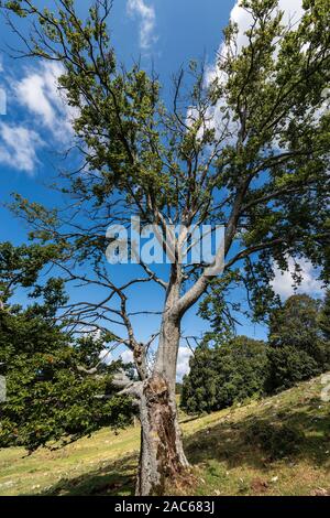 Close-up d'un grand et vieux chêne arbre avec des feuilles vertes en montagne. Monte Baldo, Veneto, Alpes italiennes, l'Italie, l'Europe Banque D'Images