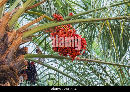 Close up of red annonces accroché dans les palmiers de l'oasis Oulad Othmane sur route 9 entre Agdz et Zagora Banque D'Images