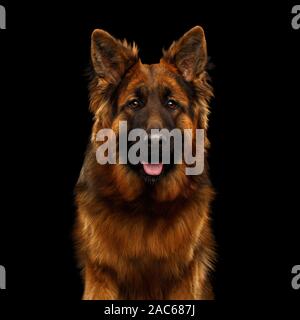 Portrait de chien de berger à poil long isolé sur fond noir regardant Banque D'Images