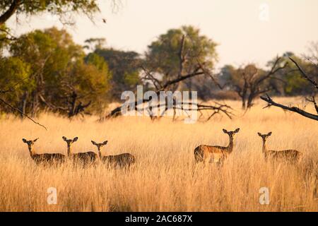 Impala, Aepyceros melampus, en herbe longue, Macatoo, Delta d'Okavango, Botswana Banque D'Images