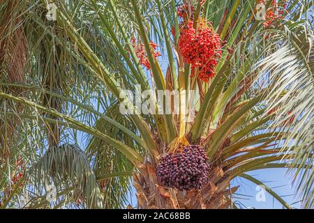 Close up of dates rouge et noir accroché dans les palmiers de l'oasis Oulad Othmane sur route 9 entre Agdz et Zagora Banque D'Images