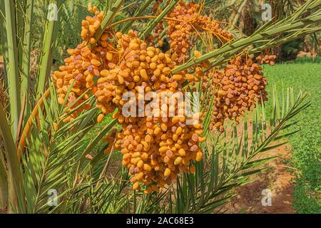 Dates de couleur orange accroché dans les palmiers de l'oasis Oulad Othmane sur route 9 entre Agdz et Zagora Banque D'Images