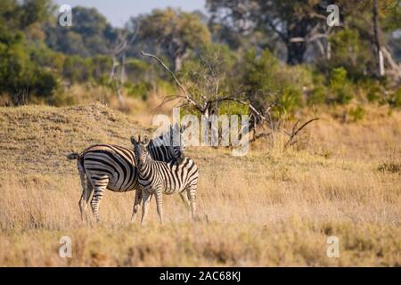 Zèbre de Burchell, Equus quagga burchellii, mère et fair, Macatoo, Delta d'Okavango, Botswana. Également connu sous le nom de Plaines ou de zèbre commune Banque D'Images