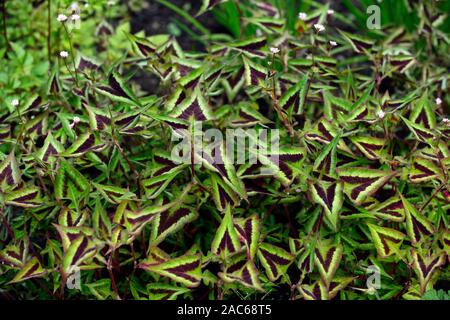 Persicaria runcinata Purple Fantasy Fantasy,Violet,renouée du Japon,feuilles,feuillage feuilles triangulaires, marron-violet vert, violet,marquages floraux RM Banque D'Images