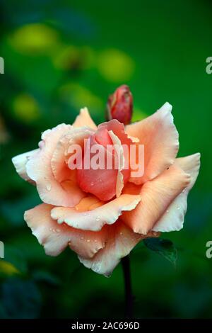 Rosa se souvenir de moi cocdestin,hybride,thé,rose,orange,roses,fleurs,fleurs parfumées, floraison Floral RM Banque D'Images