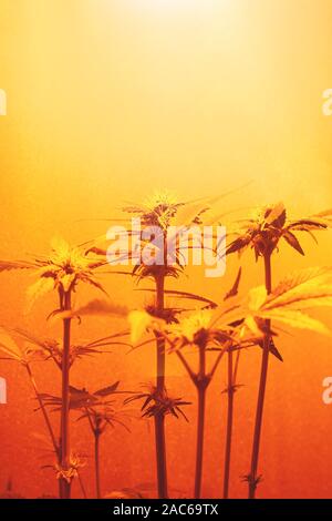 Branches d'une plante de cannabis sous bush les lampes. belle plante de marijuana sous lumière jaune. Banque D'Images