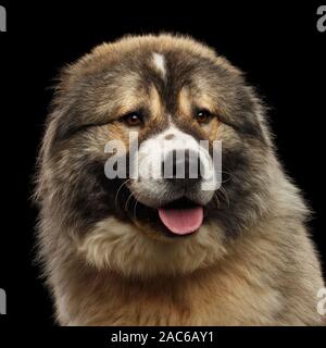 Portrait de chien de berger du Caucase isolé sur fond noir Banque D'Images