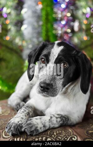 Chiot gisant sur le fond de l'arbre de Noël Banque D'Images