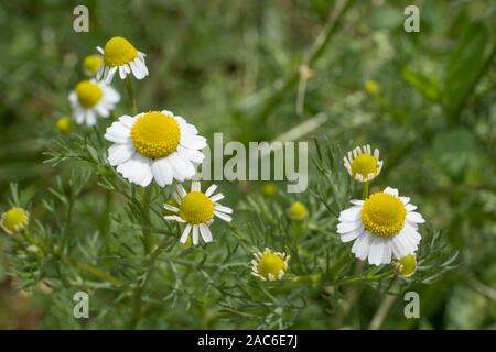 La camomille allemande (Matricaria chamomilla) sur vert backgrond. Soft focus Banque D'Images
