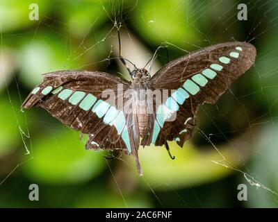 Une Graphium sarpedon bleue papillon est suspendue à une toile d'araignée Joro, Nephila clavata, qui se nourrit de ses proies fraîchement capturés. Près de Yok Banque D'Images
