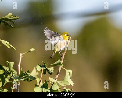 Un gazouiller white-eye, ou japonais, white eye Zosterops japonicus, perches dans un arbre de ginkgo, près de Yokohama, Japon. Banque D'Images